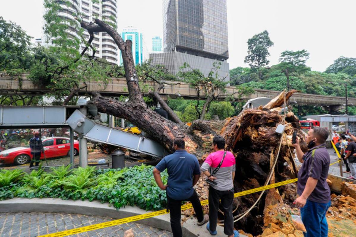 Fallen tree damages 10 cars at Gunung Angsi, Seremban