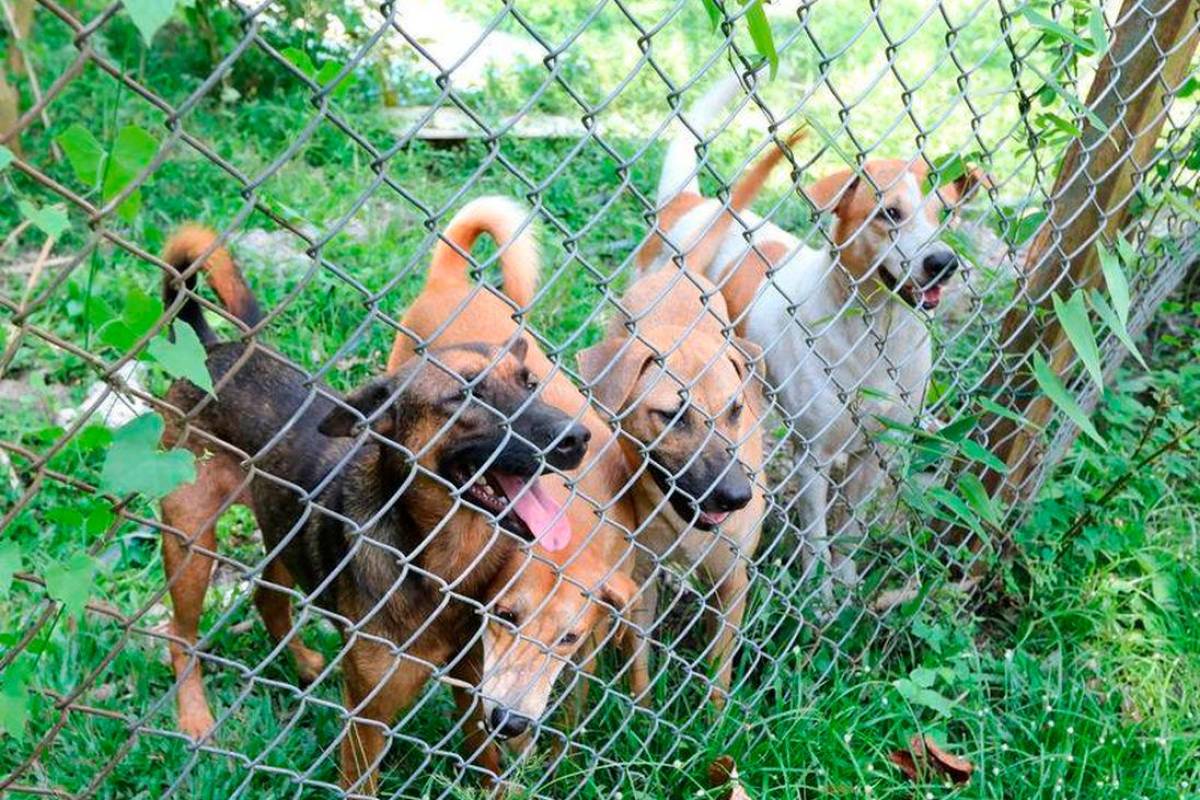 Stop the round-up of TNRM dogs