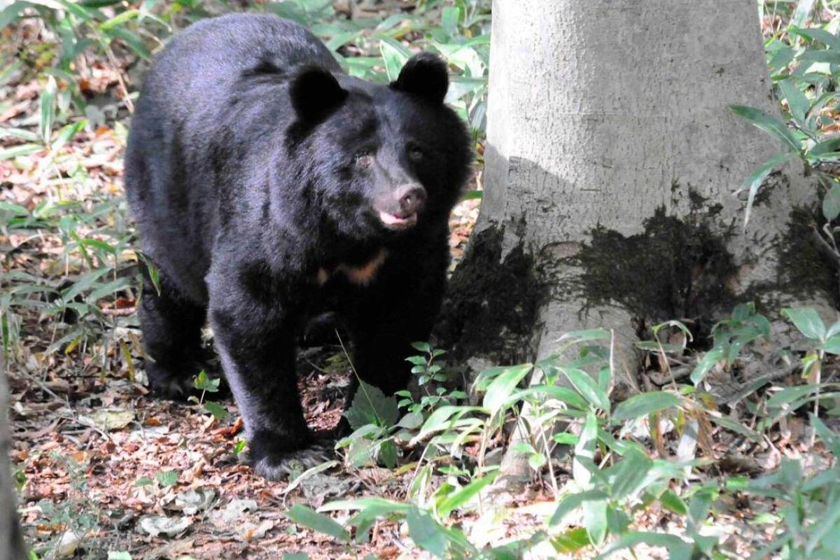 Bear roaming runway halts flights at Japanese airport