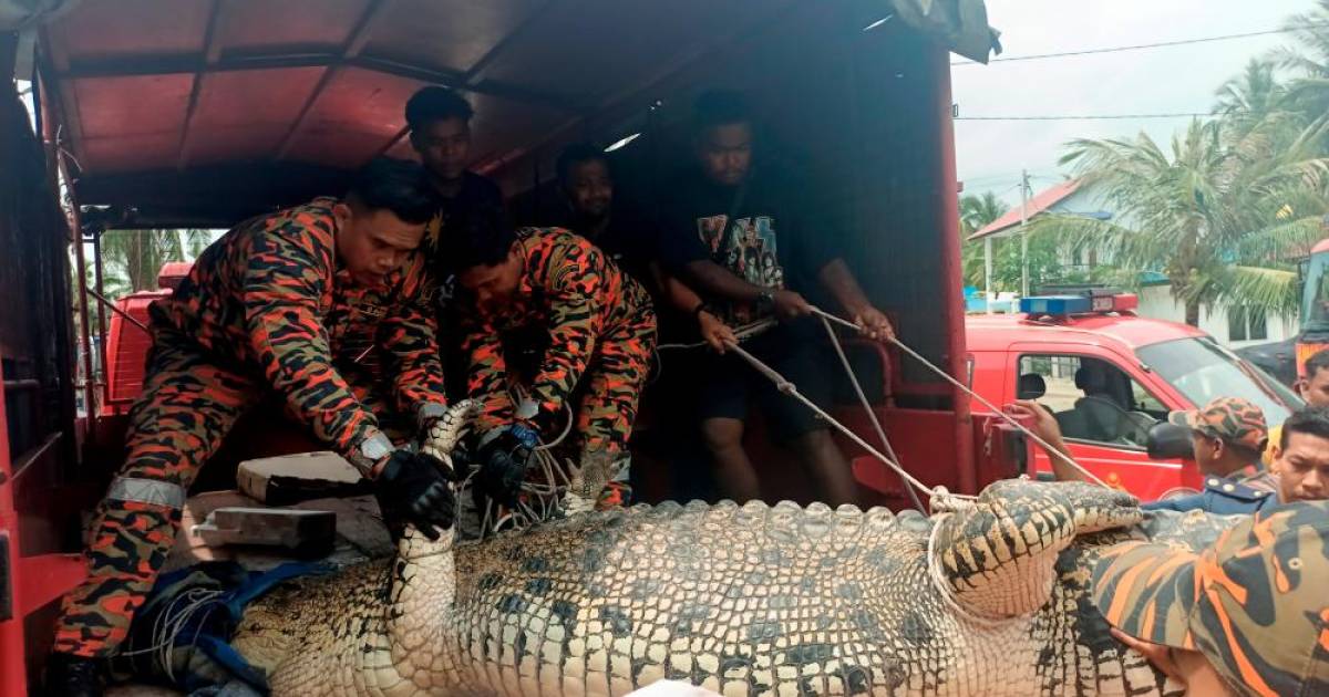 Jasin fishermen capture croc weighing more than a tonne at Pantai Siring