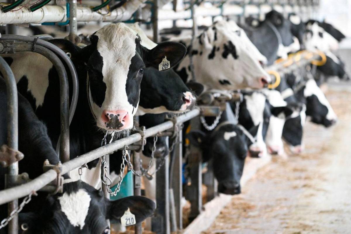 Global food prices rise in June due to meat and dairy costs