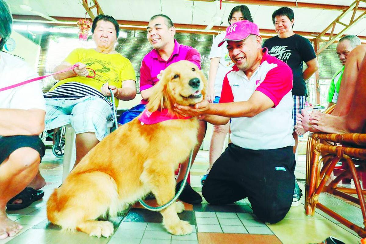 Paw-sitive power of therapy animals - The Sun Malaysia