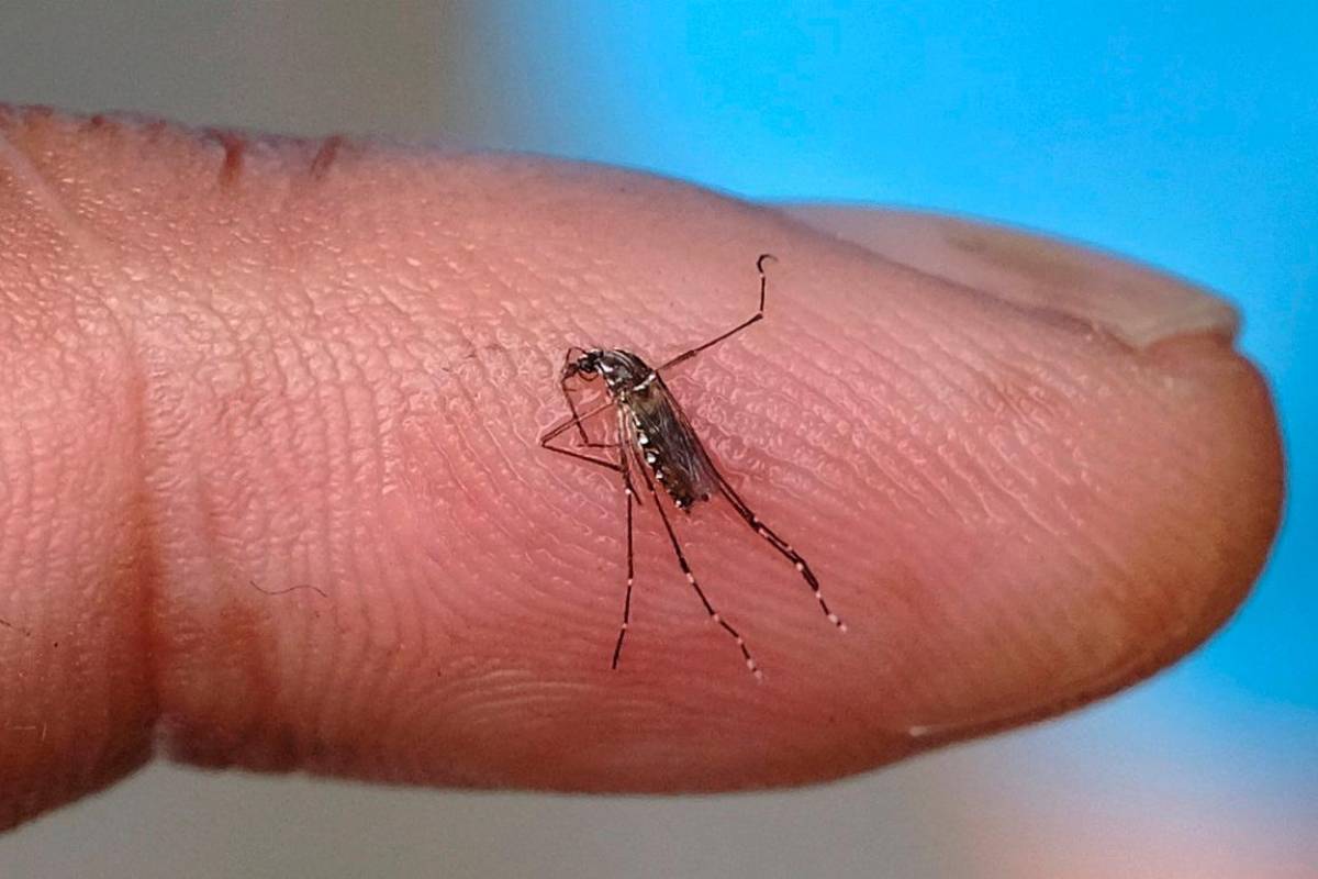 Perak dengue cases drop to 1,213 with one death as of July 26