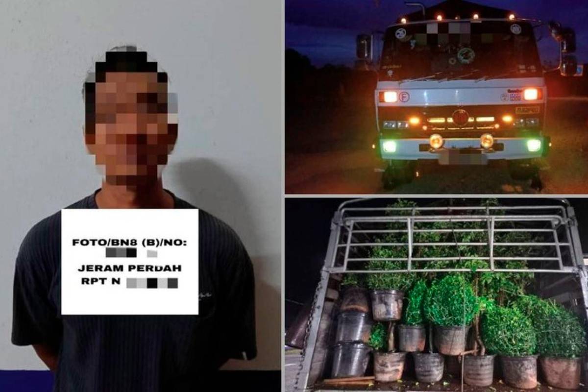 GOF foils smuggling of 3,700 plants worth RM870,000 in Pasir Mas