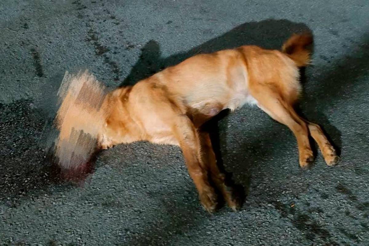 Penang DVS investigates animal deaths at Penang Hill