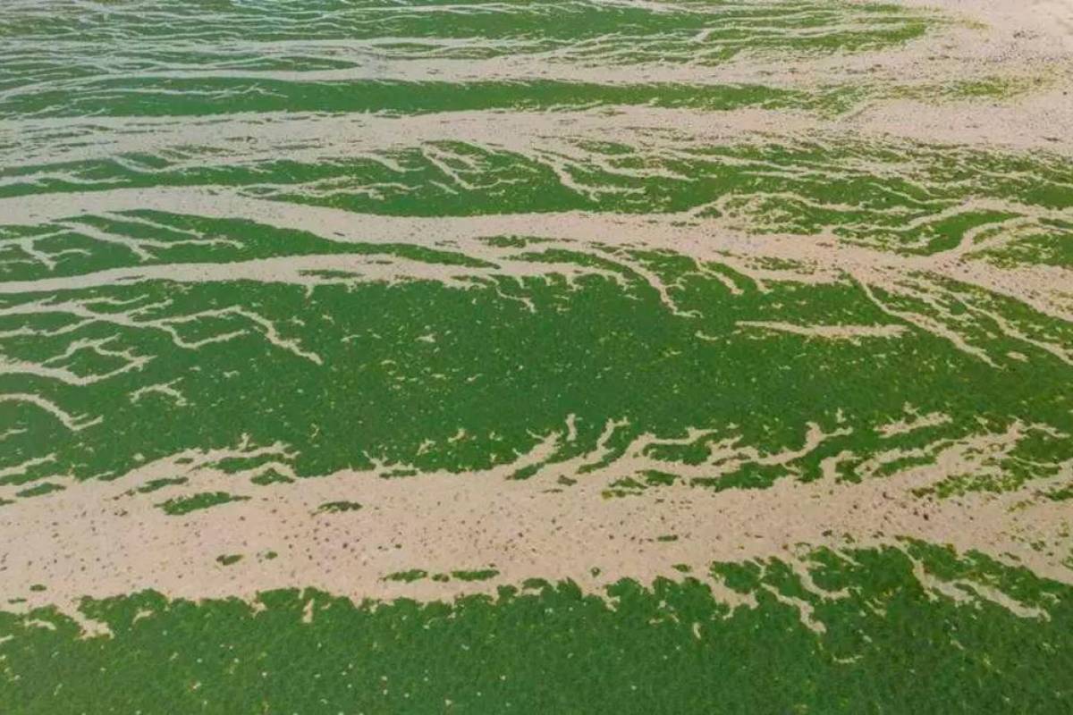 France ordered to compensate family of jogger killed by toxic algae