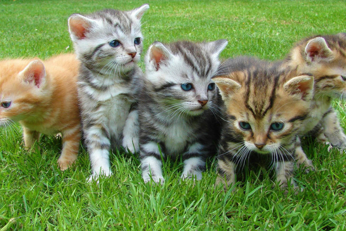 Around 100 dead cats found at Japan woman’s home