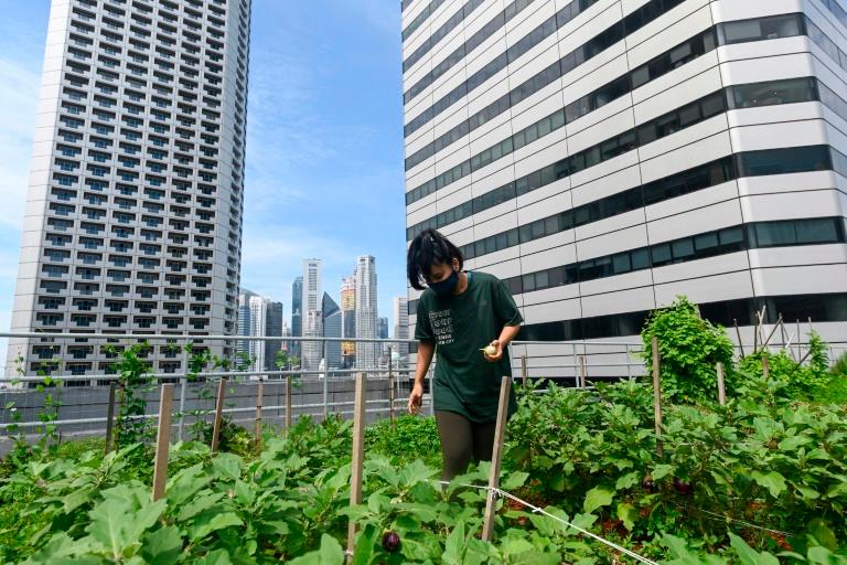 A worker tends to a rooftop farming patch atop the Raffles City mall in Singapore.