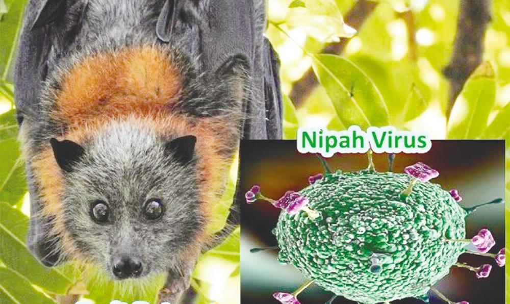 Nipah virus infected 513 people in Malaysia while the death toll was 398.