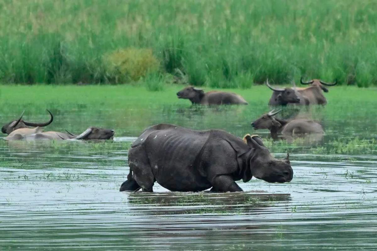 India’s rhino population has almost tripled in the past four decades thanks to conservation and anti-poaching efforts, from 1,500 to more than 4,000 today © Biju BORO / AFP/File