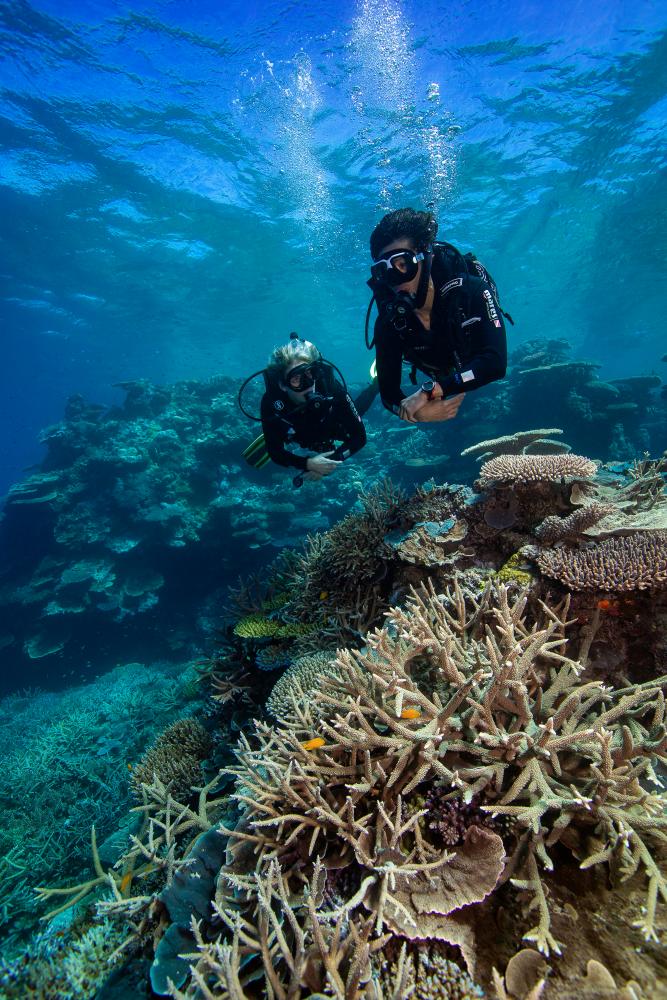 Diving on the Great Barrier Reef. – COURTESY OF TOURISM &amp; EVENTS QUEENSLAND