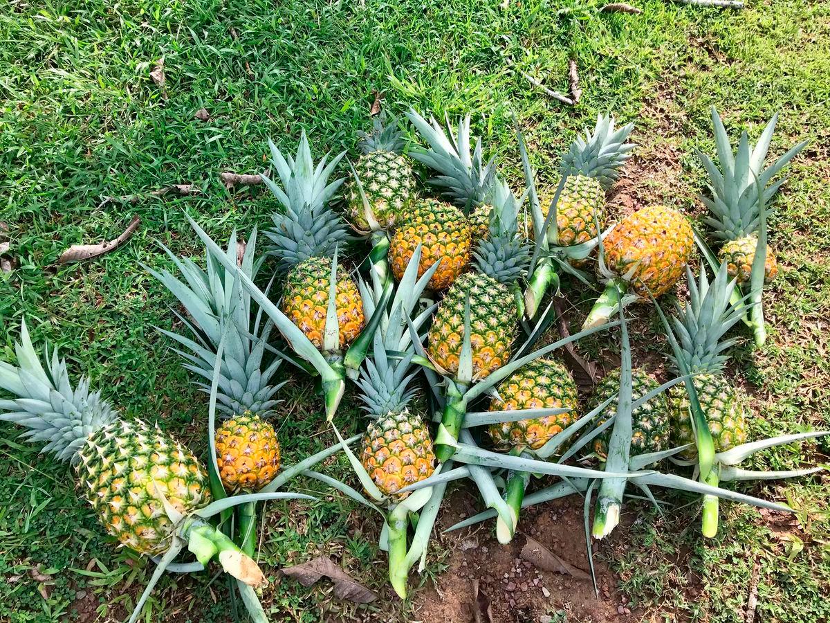 Gambar tujuan representasi sahaja: Gambar Kredit: Melaka Tropical Fruit Farm - Mtff Melaka / Facebook