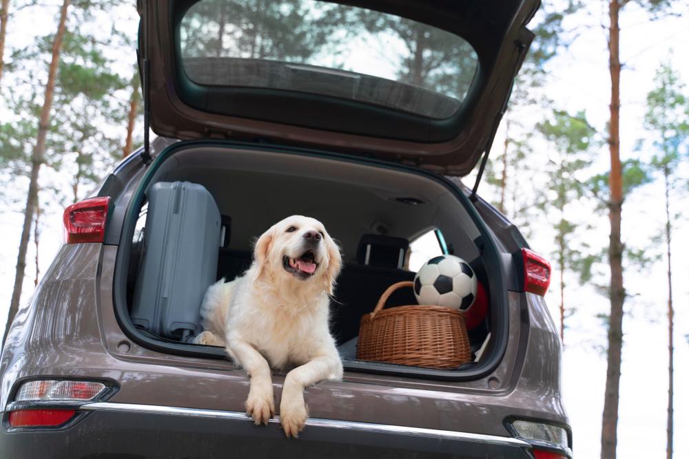 It is essential to ensure your pets are comfortable and safe during the journey and are in the appropriate carriers or crates. – FREEPIK