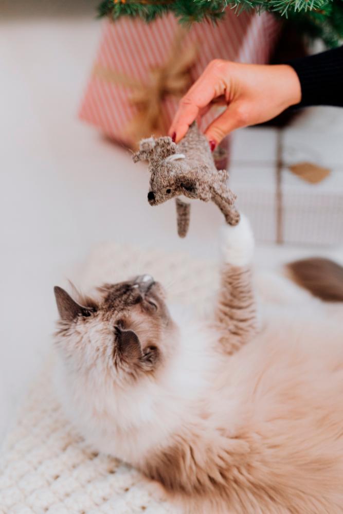 Pets, whether dogs, cats or other animals, need consistent care, attention and love throughout their lives. – PICS BY PEXELS