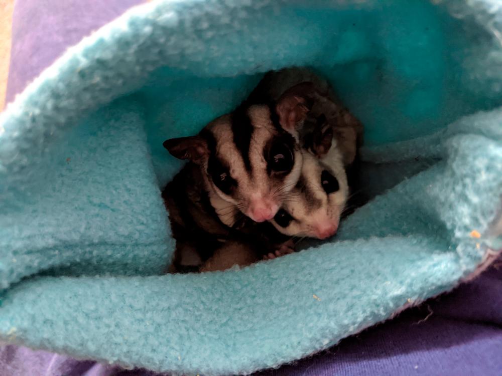 Marsupial pets best sale sugar glider