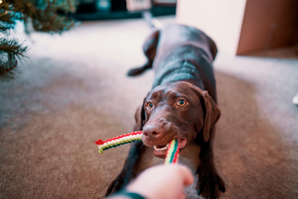 $!Interactive toys to keep your furbaby engaged.