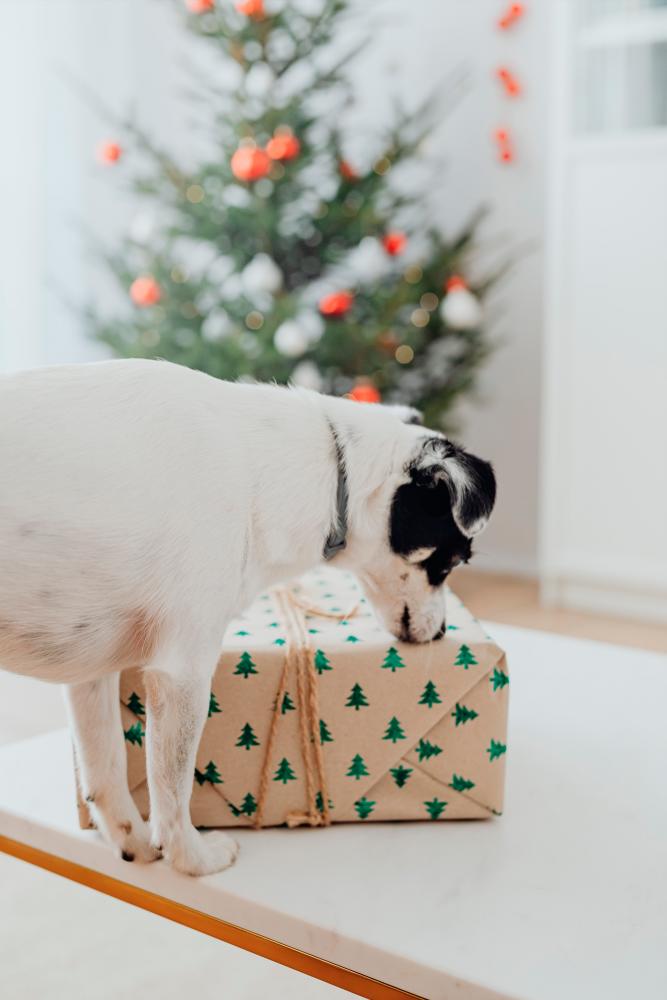 Including pets in New Year celebrations can involve creating pet-friendly traditions. $!Including pets in New Year celebrations can involve creating pet-friendly traditions.