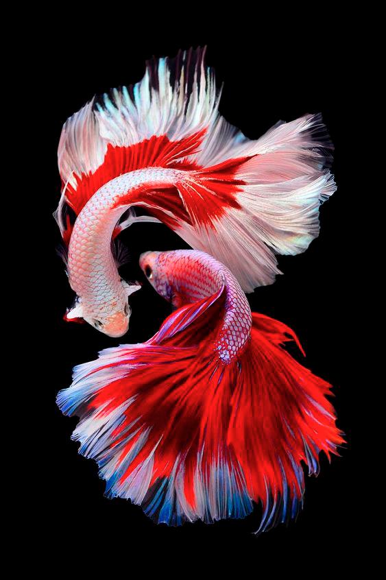 Betta fish is a solitary, labyrinth fish with vibrant colours and flowing fins, known for their territorial nature. – PINTERESTPIC