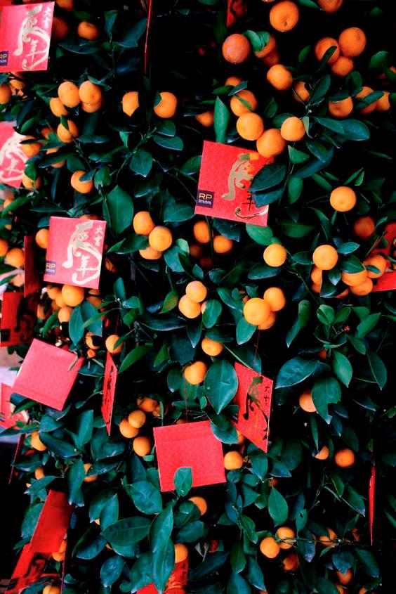 $!Kumquat Trees