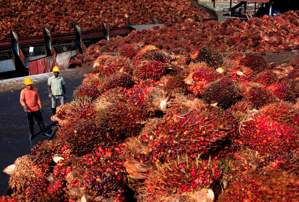 Workers stand near palm oil fruits inside a palm oil factory in Sepang, outside Kuala Lumpur, Feb 18, 2014. — Reuters