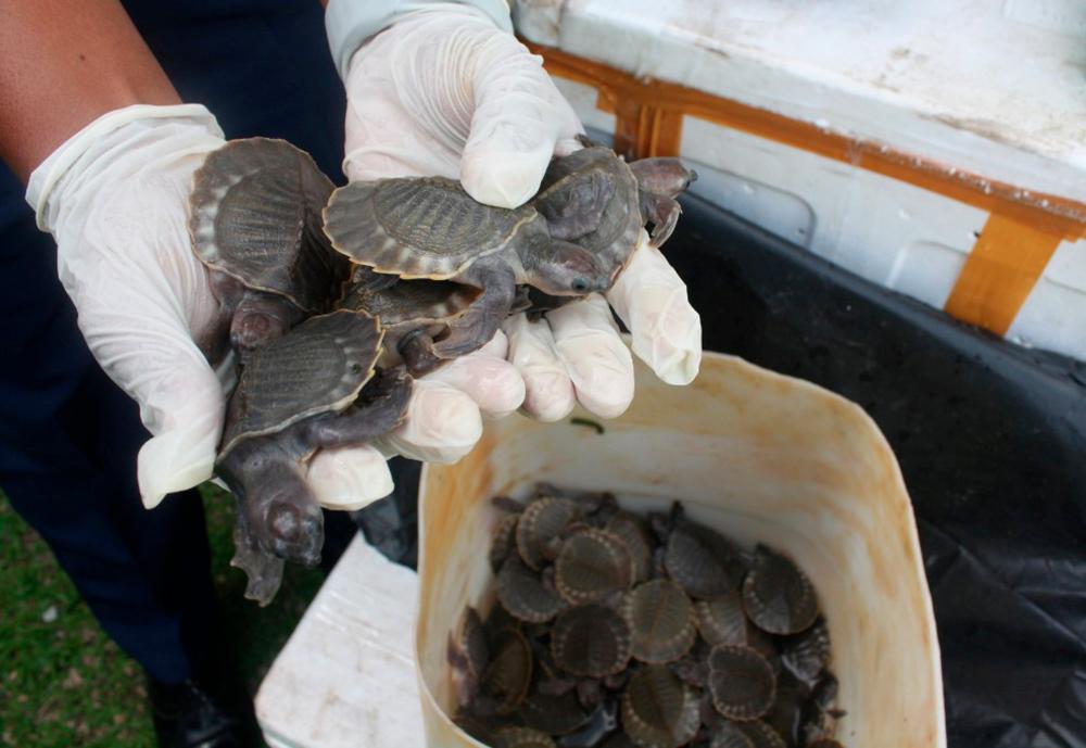 Pig-nosed turtles confiscated by the Malaysian Maritime Enforcement Agency (MMEA) off the southern coast of Johor, are shown by an officer in Johor, Malaysia Feb 27, 2019. — MMEA / Reuters