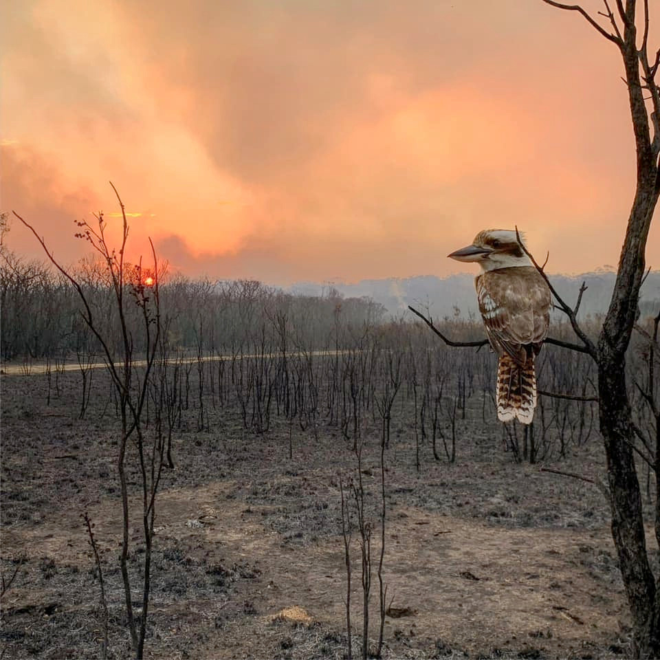 A kookaburra perches on a burnt tree in the aftermath of a bushfire in Wallabi Point, New South Wales, Australia, Nov 12 in this image obtained from social media. — Reuters