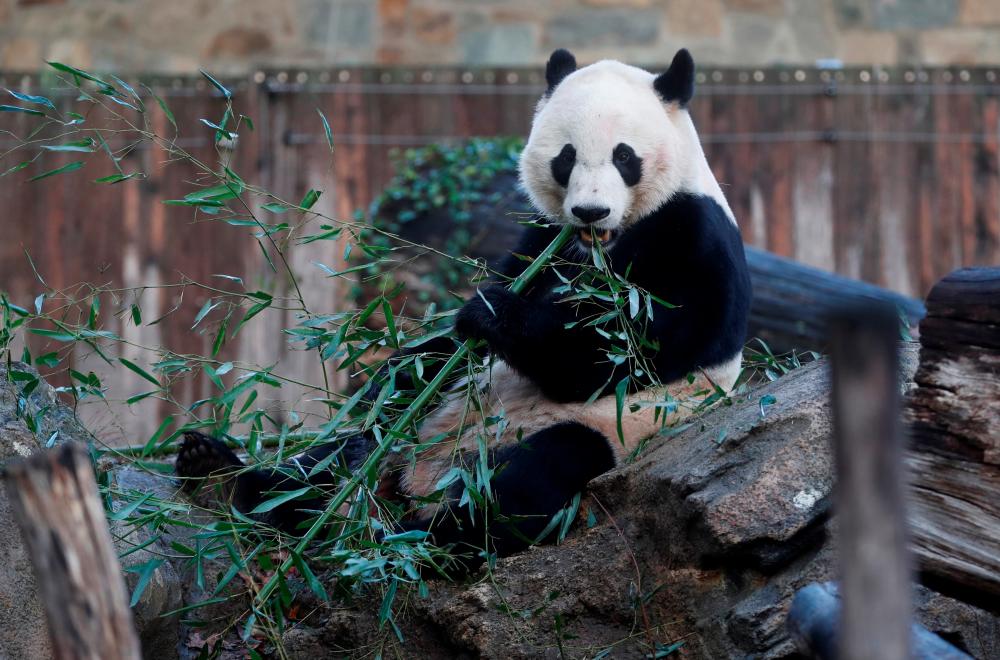 Bei Bei, the giant panda, is seen for the last time at the Smithsonian National Zoo, before his departure to China, in Washington, US, Nov 19. — Reuters