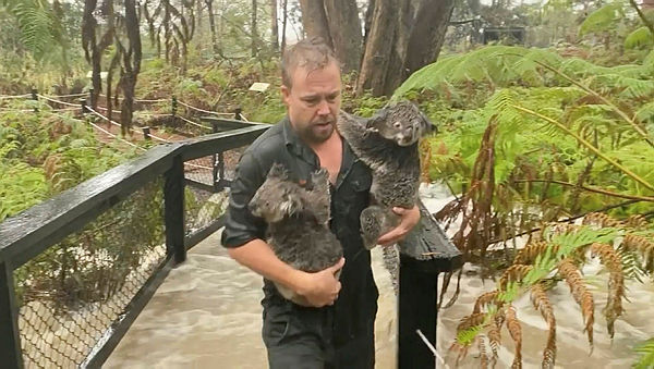 Staff member carries koalas as they secure the park during flooding caused by heavy rainfall at the Australian Reptile Park in Somersby, New South Wales in this still frame obtained from a Jan 17 social media video. — Australian Reptile Park via Reuters