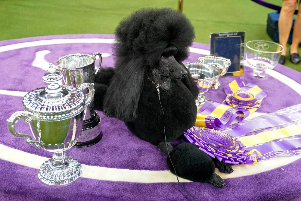 Siba the Standard Poodle, winner of Best in Show, poses with trophies and awards at the 2020 Westminster Kennel Club Dog Show at Madison Square Garden in New York City, New York, U.S., February 11, 2020. REUTERS/Carlo Allegri