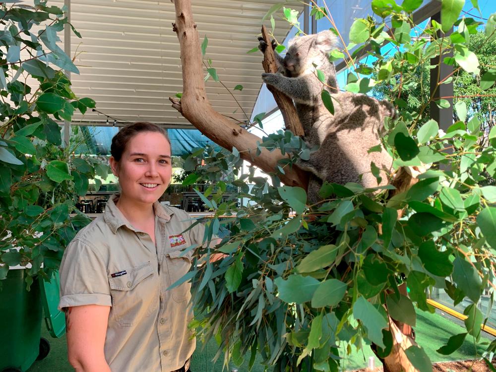 WILD LIFE Sydney Zoo curatorial supervisor and zookeeper Renee Howell poses for a picture beside koalas in an enclosure during the coronavirus disease (COVID-19) outbreak in Sydney, Australia April 21, 2020. REUTERS/Stefica Nicol Bikes