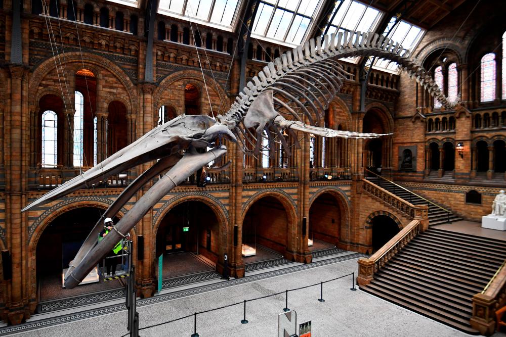 A conservation team member at the Natural History Museum cleans Hope, a blue whale skeleton during preparations to reopen, after the outbreak of the coronavirus disease (COVID-19) caused its closure, in London, Britain July 27, 2020. Picture taken July 27, 2020. REUTERS/Dylan Martinez