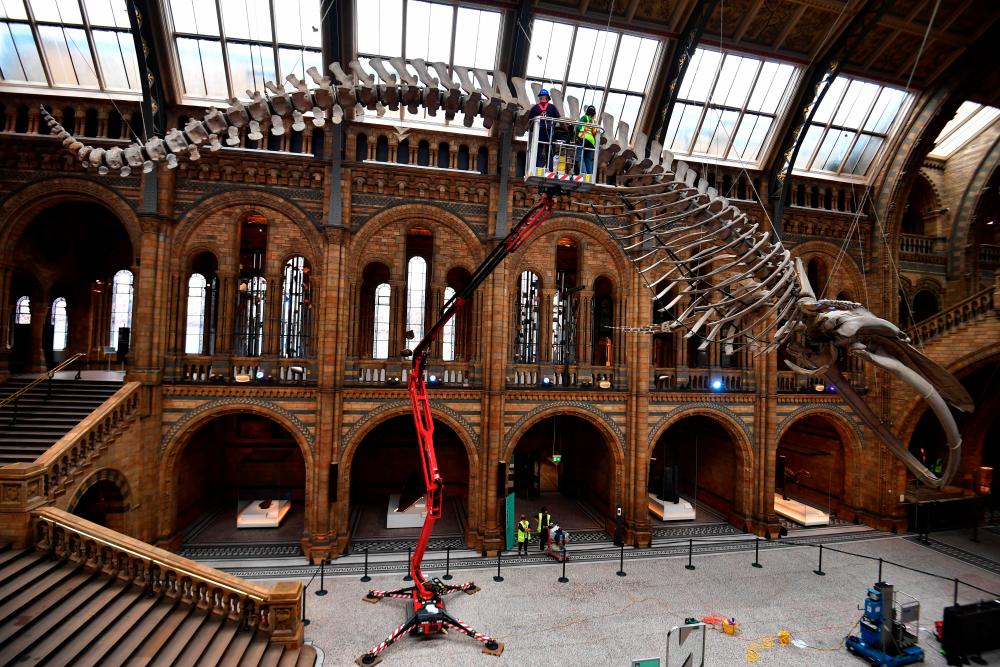 $!The conservation team at the Natural History Museum clean Hope, a blue whale skeleton during preparations to reopen, after the outbreak of the coronavirus disease (COVID-19) caused its closure, in London, Britain July 27, 2020. Picture taken July 27, 2020. REUTERS/Dylan Martinez