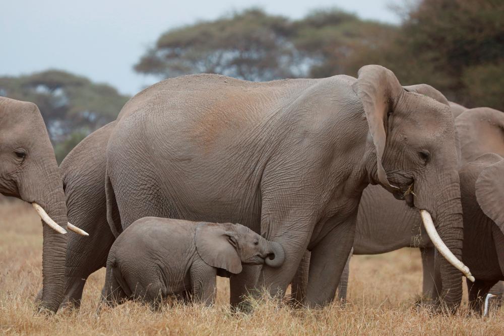 Elephants graze during World Elephant Day, in the Amboseli National Park, Kenya, August 12, 2020. REUTERS/Baz Ratner