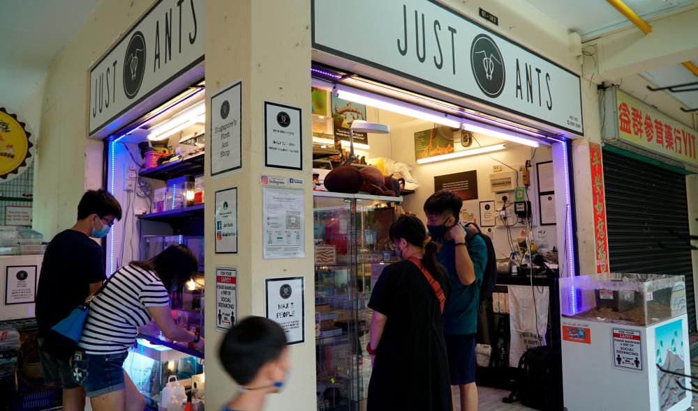 Residents look at formicaria on display outside the “Just Ants” shop in Singapore September 13, 2020. Picture taken September 13, 2020. REUTERS/Joseph Campbell