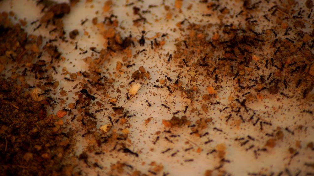 $!Ants scurry about in a formicarium at the “Just Ants” shop in Singapore September 13, 2020. Picture taken September 13, 2020. REUTERS/Joseph Campbell