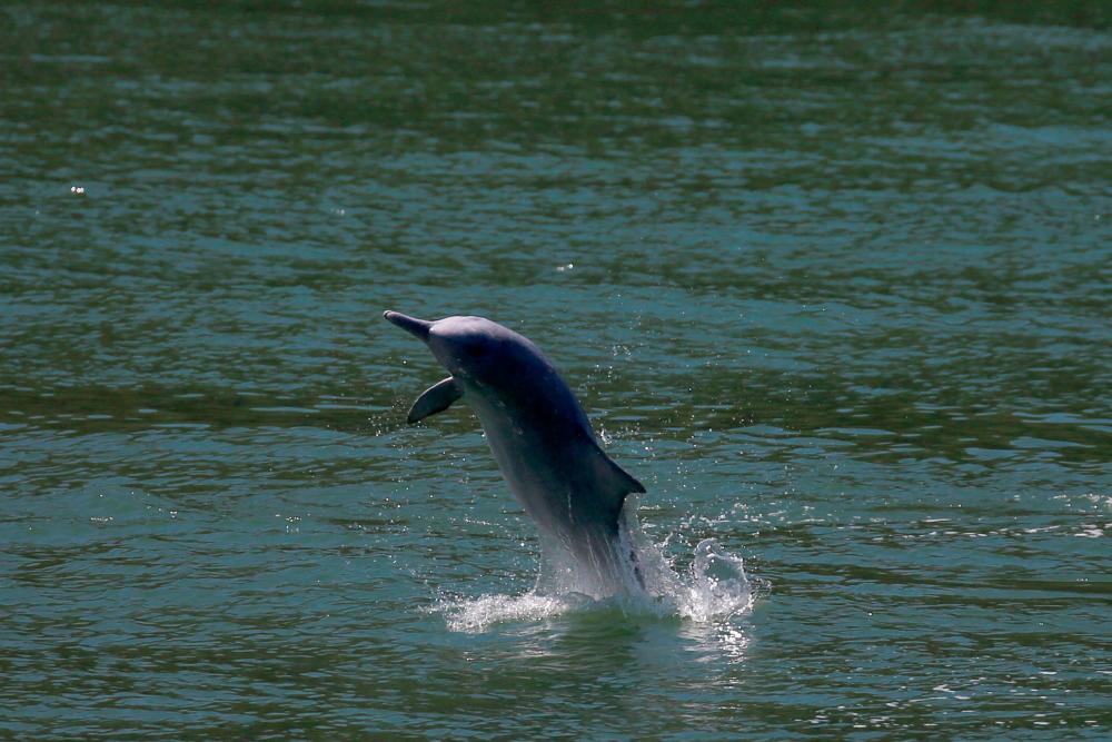 $!FILE PHOTO: A Chinese white dolphin jumps out of the sea off Lantau island in Hong Kong, China May 30, 2018. REUTERS/Bobby Yip/File Photo