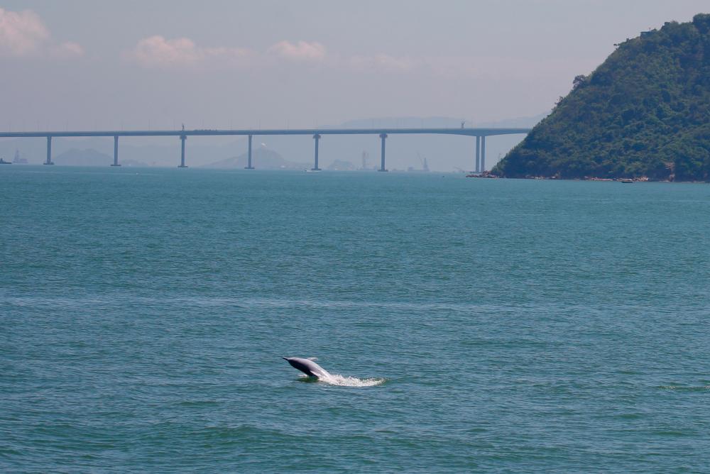 $!FILE PHOTO: A Chinese white dolphin jumps out of the sea in front of the Hong Kong-Zhuhai-Macau bridge off Lantau island in Hong Kong, China May 30, 2018. REUTERS/Bobby Yip/File Photo