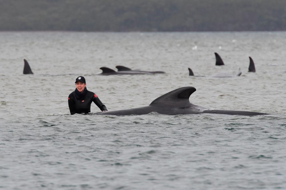 Rescue efforts to save whales stranded on a sandbar take place at Macquarie Harbour, near Strahan, Tasmania, Australia, September 22, 2020. AAP Image/The Advocate Pool, Brodie Weeding via REUTERS