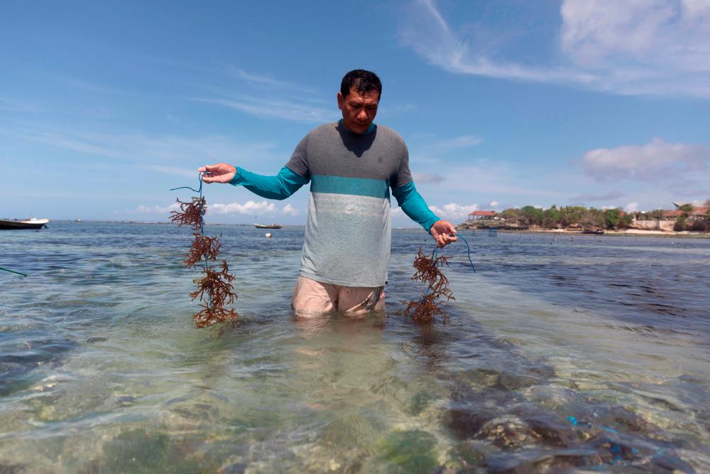 Gede Darma Putra, a 43-years-old dive master who lost his job, prepares to plant seaweed amid the outbreak of the coronavirus disease (COVID-19) in Nusa Lembongan, Bali, Indonesia September 25, 2020. Picture taken September 25, 2020. REUTERS/Nyimas Laula
