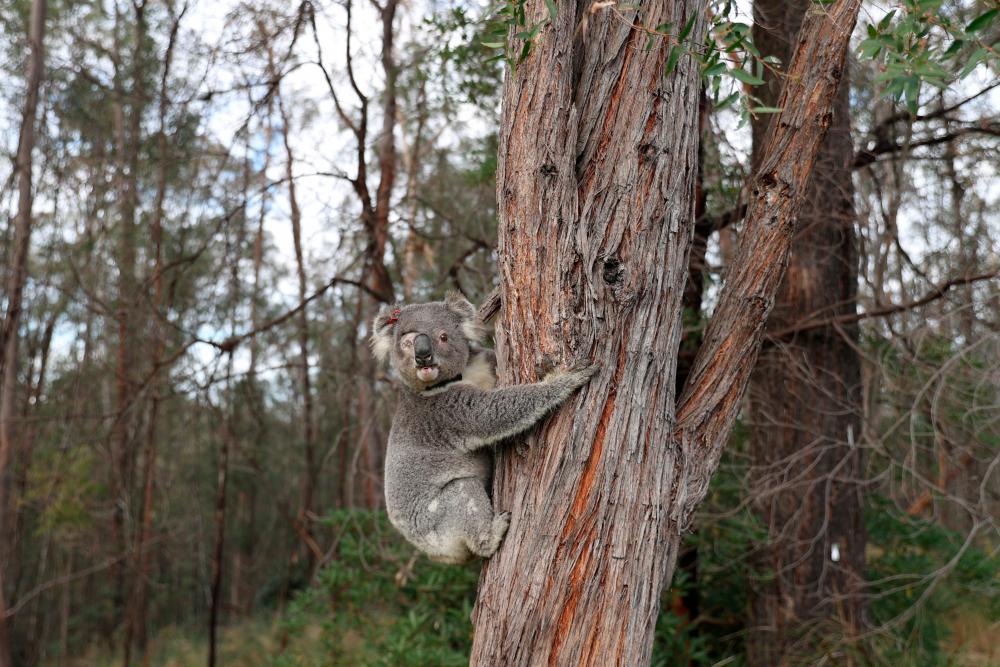 A rescued koala named Ernie climbs up a tree as he is released back into his natural habitat, following medical treatment for chlamydia, where he had to have one of his eyes removed, in Grose Vale, Sydney, Australia, July 25, 2020. REUTERS/Loren Elliott