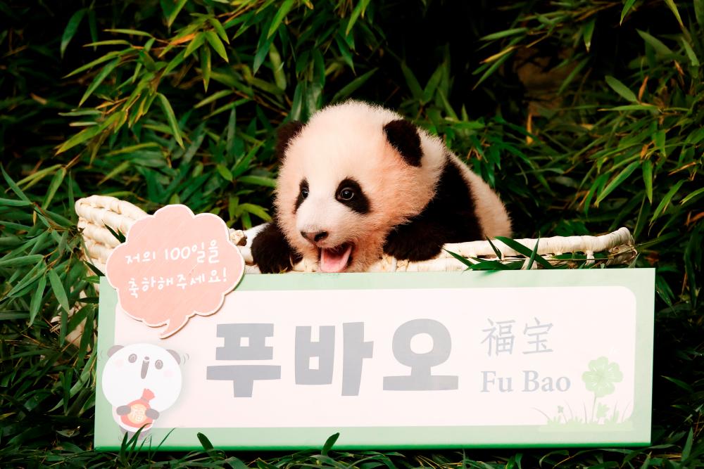 A giant panda cub Fu Bao is seen during an event to announce its name for the first time at an amusement park in Yongin, South Korea, November 4, 2020. REUTERS/Kim Hong-Ji $!A giant panda cub Fu Bao is seen during an event to announce its name for the first time at an amusement park in Yongin, South Korea, November 4, 2020. REUTERS/Kim Hong-Ji