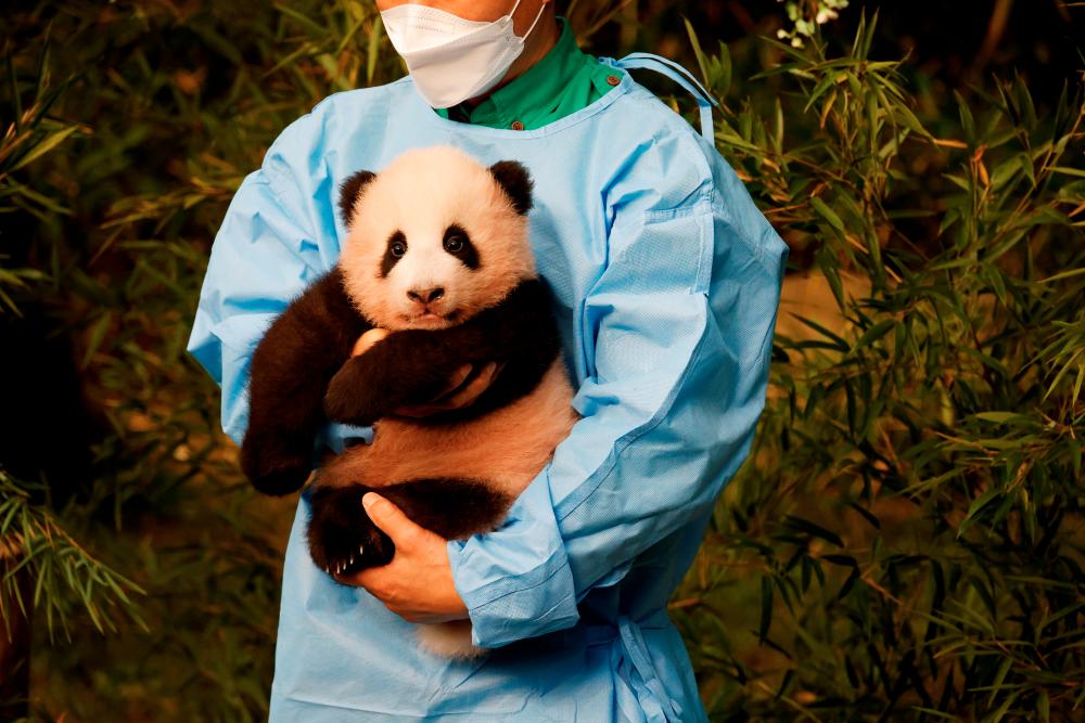 A zookeeper poses for photographs with a giant panda cub Fu Bao during an event to announce its name for the first time at an amusement park in Yongin, South Korea, November 4, 2020. REUTERS/Kim Hong-Ji