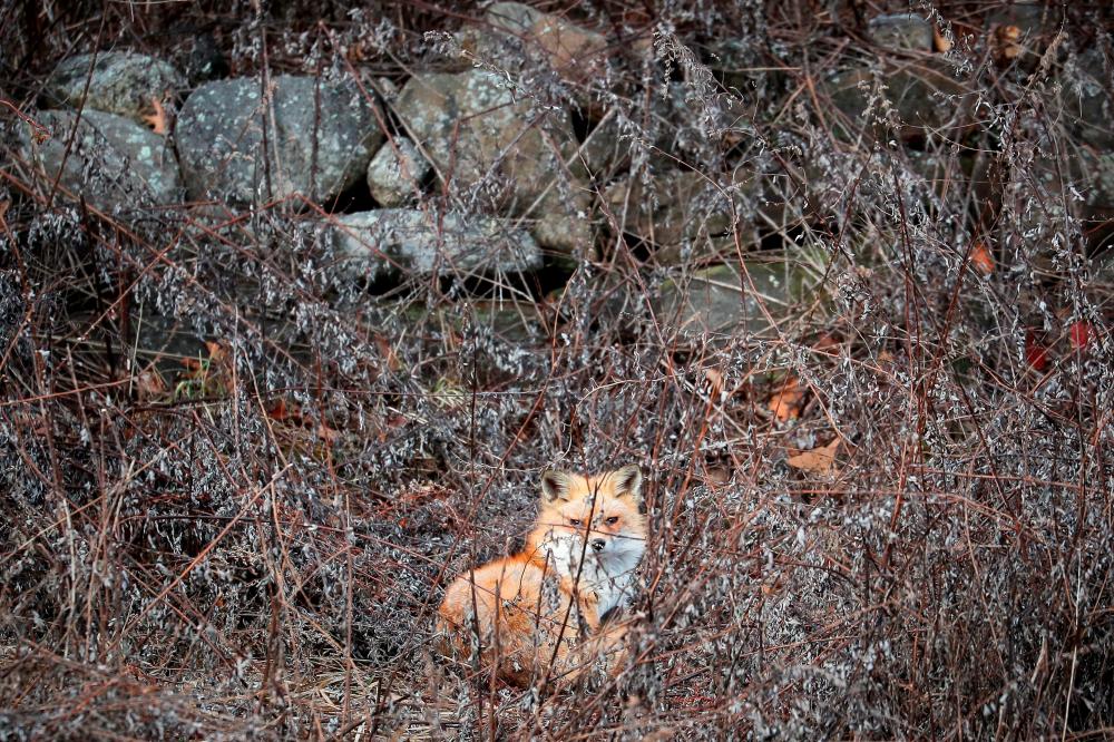 FILE PHOTO: A red fox sits in a field in Hook Mountain State Park above Nyack, New York, U.S. January 5, 2020. REUTERS/Mike Segar/File Photo