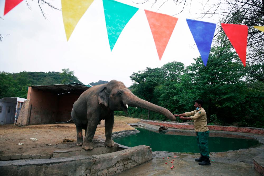 $!A caretaker feeds Kaavan, an elephant waiting to be transported to a sanctuary in Cambodia, during a farewell ceremony at the Marghazar Zoo in Islamabad, Pakistan November 23, 2020. REUTERS/Saiyna Bashir
