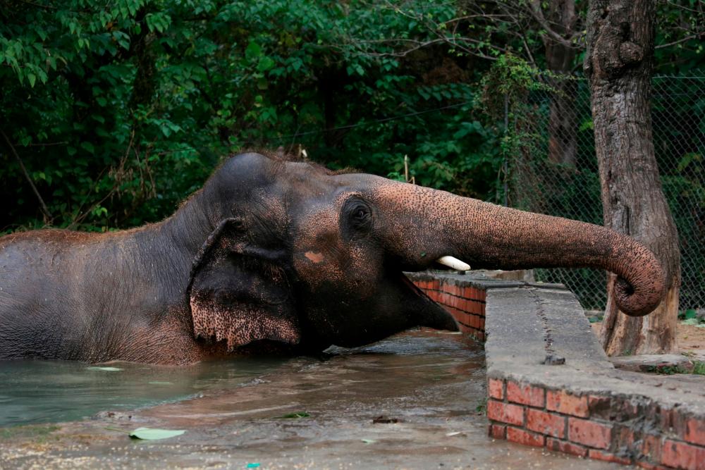 Kaavan, an elephant waiting to be transported to a sanctuary in Cambodia, is seen during a farewell ceremony at the Marghazar Zoo in Islamabad, Pakistan November 23, 2020. REUTERS/Saiyna Bashir TPX IMAGES OF THE DAY