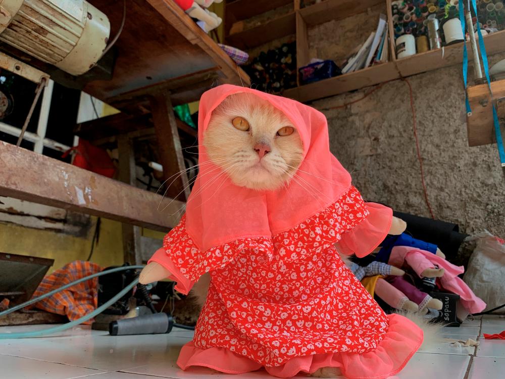 $!A cat wears a cosplay hijab costume in Bogor, on the outskirts of Jakarta, Indonesia, November 26, 2020. Picture Taken November 26, 2020. REUTERS/Yuddy Cahya Budiman