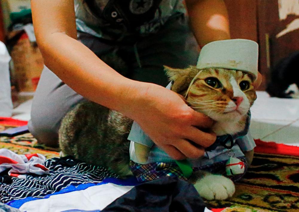 A cat is dressed in a cosplay costume in Jakarta, Indonesia, November 29, 2020. Picture taken November 29, 2020. REUTERS/Ajeng Dinar Ulfiana