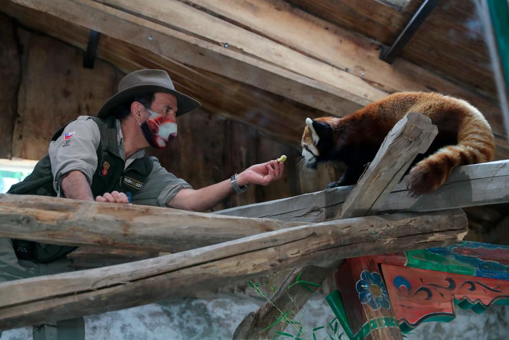 $!Ignacio Idalsoaga, manager of the Buin Zoo, feeds a red panda inside its enclosure after arriving from Japan as part of a worldwide conservation project of this animal in danger of extinction in Buin, Santiago, Chile December 3, 2020. REUTERS/Ivan Alvarado