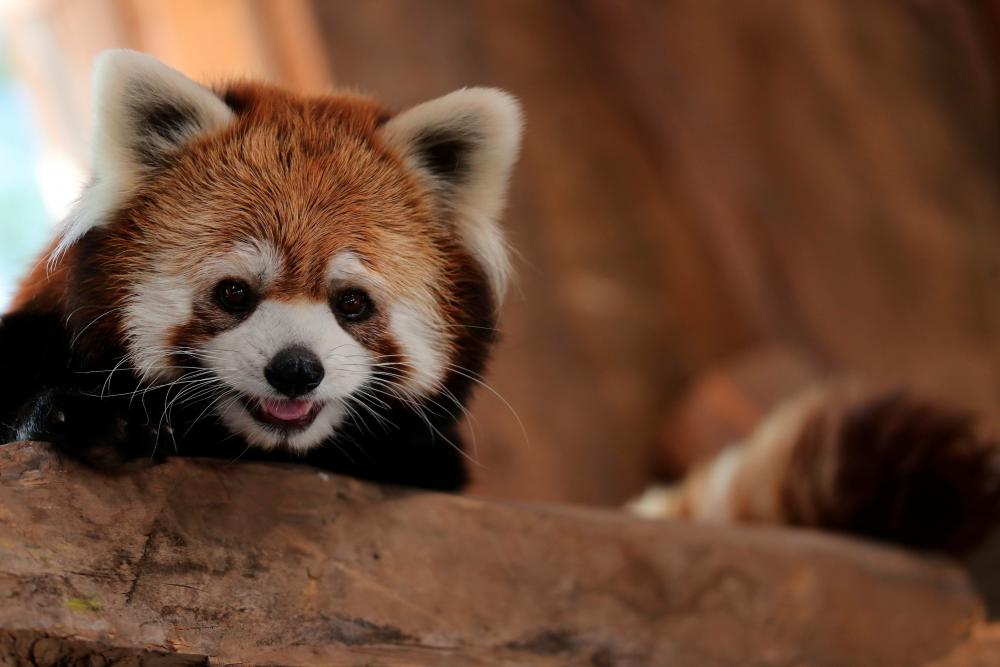 A red panda looks on inside its enclosure after arriving from Japan as part of a worldwide conservation project of this animal in danger of extinction at the Buin Zoo in Buin, Santiago, Chile December 3, 2020. REUTERS/Ivan Alvarado
