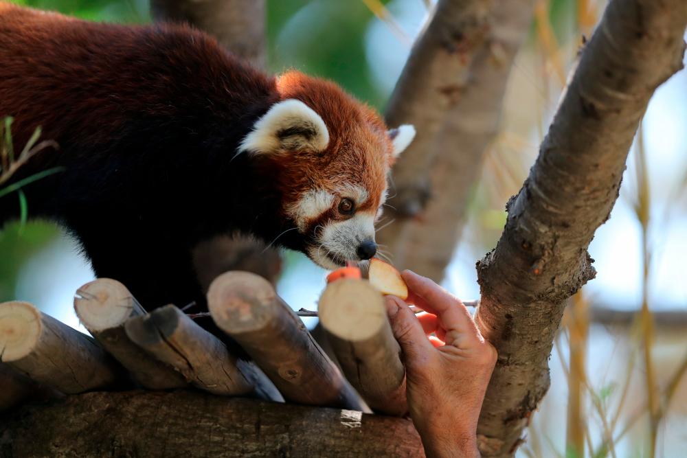 $!A red panda is fed inside its enclosure after arriving from Japan as part of a worldwide conservation project of this animal in danger of extinction at the Buin Zoo in Buin, Santiago, Chile December 3, 2020. REUTERS/Ivan Alvarado